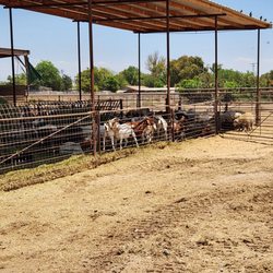 Goats and sheep