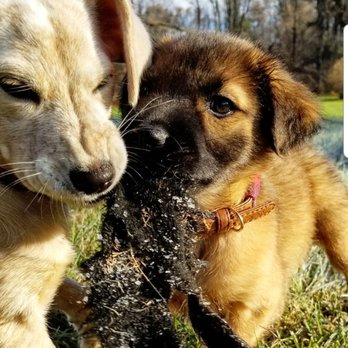 Sullivan County Spca - Animal Shelters Near Me - Rock Hill, New York