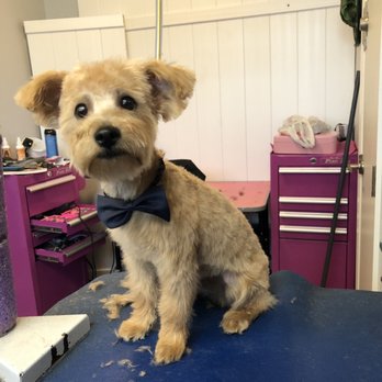 Pet Salon - Pet Groomers Near Me - Mentone, California