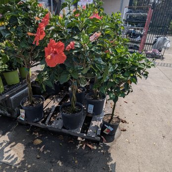 Lowe's Home Improvement - I'll be back for this hibiscus tree! - Hardware Stores Near Me - Upper Marlboro, Maryland Lowe's Home Improvement - I'll be back for this hibiscus tree! - Hardware Stores Near Me - Upper Marlboro, Maryland