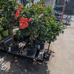 Lowe's Home Improvement - I'll be back for this hibiscus tree!