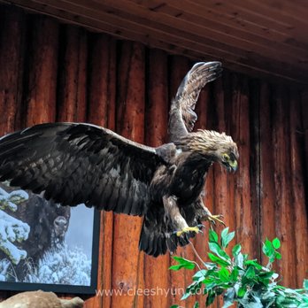 Buffalo Nations Luxton Museum - taxidermy eagle - Museums Near Me - Banff, Alberta