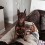 Photo of Laurie's Dog Walking