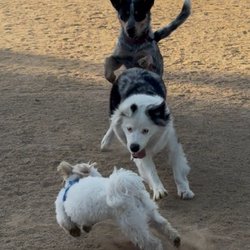 Hollydale dog park - Dogs being dogs