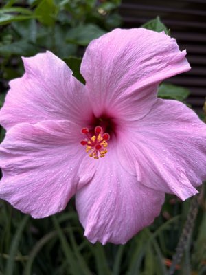 Wasabi Bistro by null