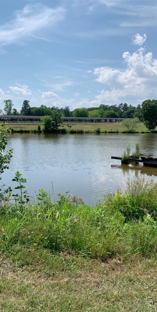 Misfit Stables - equestrian in mebane, NC