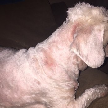 Always Chic Pet Salon - Pet Groomers Near Me - Brighton, Colorado