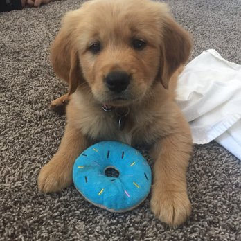 Contango Vineyards Golden - Loves her donut toy - Pet Breeders Near Me Contango Vineyards Golden - Loves her donut toy - Pet Breeders Near Me