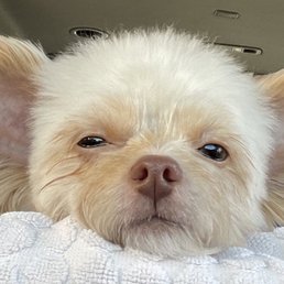 Hazel Grogu feeling fresh and relaxed after grooming session...
