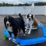Photo of Muddy Pawz Lodge