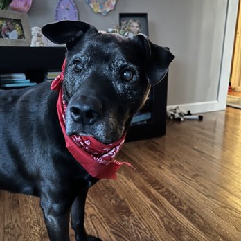 Eleventh Hour Rescue - Tuck - Animal Shelters Near Me Eleventh Hour Rescue - Tuck - Animal Shelters Near Me