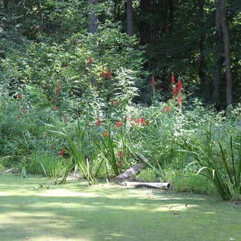 Aullwood Audubon - Nice red flowers along a pond. - Parks Near Me - Dayton, Ohio Aullwood Audubon - Nice red flowers along a pond. - Parks Near Me - Dayton, Ohio