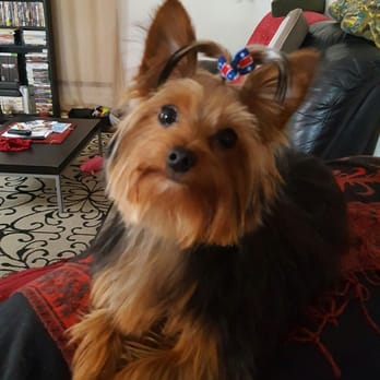 Barking Beauties Mobile Salon - Pet Groomers Near Me Barking Beauties Mobile Salon - Pet Groomers Near Me