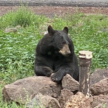 Bearizona - Bear at Bearizona - Zoos Near Me - Williams, Arizona Bearizona - Bear at Bearizona - Zoos Near Me - Williams, Arizona