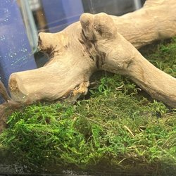 Pets Plus Natural - Mold in lizard tank