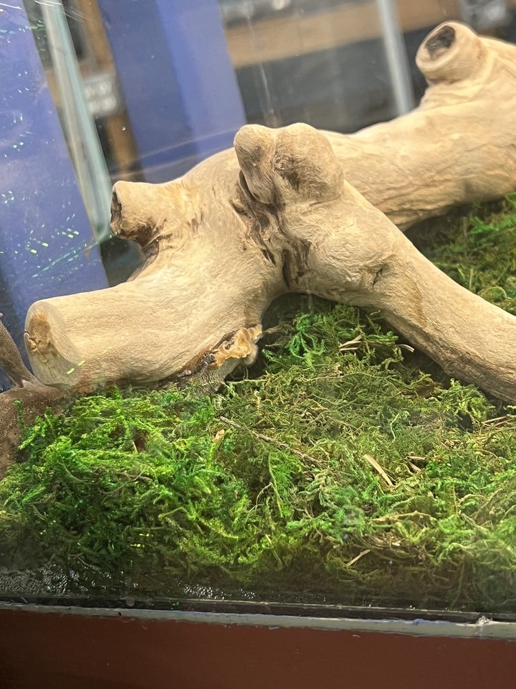 Pets Plus Natural Image
