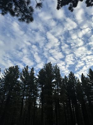 Mammoth Campground by null