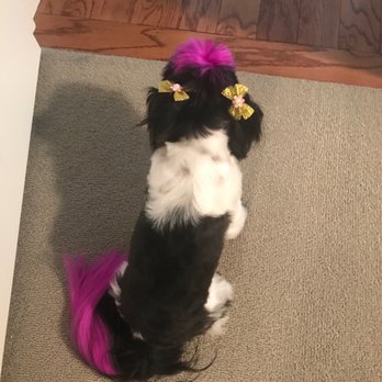 Groomies - Pet Groomers Near Me - Chicago, Illinois Groomies - Pet Groomers Near Me - Chicago, Illinois