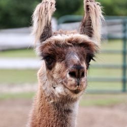Ye Olde Alpaca Shoppe & SafeHouse - Watchful llama