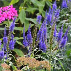 Al's Garden & Home
