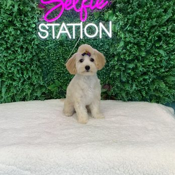 Groomed By Adrian - After - Pet Groomers Near Me - New Orleans, Louisiana Groomed By Adrian - After - Pet Groomers Near Me - New Orleans, Louisiana