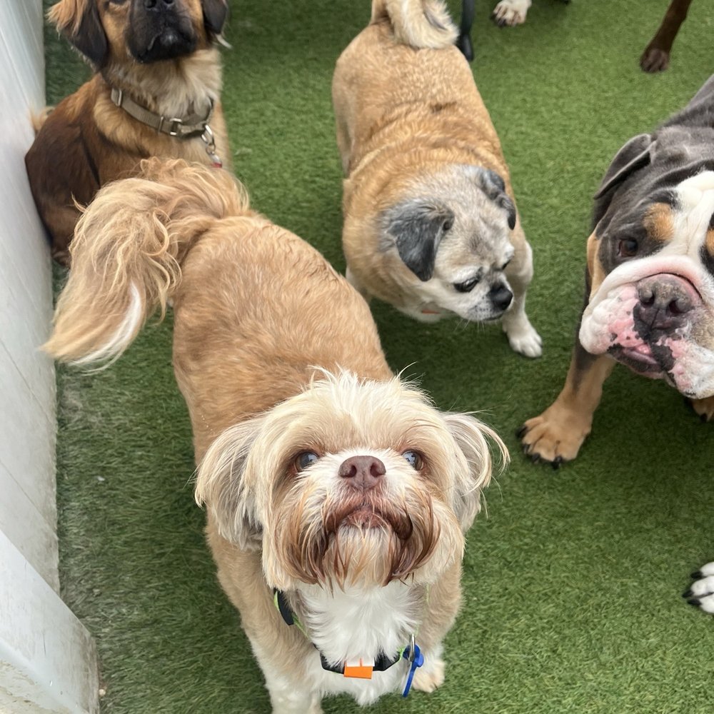 Zoey at Bark City