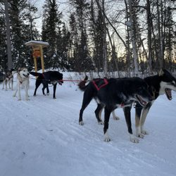 Chilly Dogs Sled Dog Trips - Great 8-mile tour with beautiful, friendly dogs.