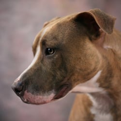 Pink Parrot Pet Photography - Chicago Pet Photographer, Chicago Pet Photography, 
Naperville Pet Photography, 
Naperville Pet Photographer