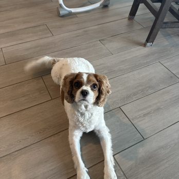 PetSmart - Pet Stores Near Me - Peoria, Arizona PetSmart - Pet Stores Near Me - Peoria, Arizona