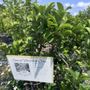 Photo of S & J Tree Farm and Nursery Inc.