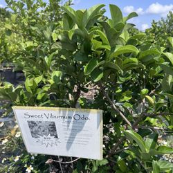 S & J Tree Farm and Nursery Inc.