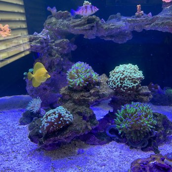 Reefflex - Aquarium Services Near Me