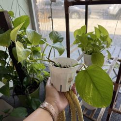 Rooted - These were the choices between 4" neon pothos