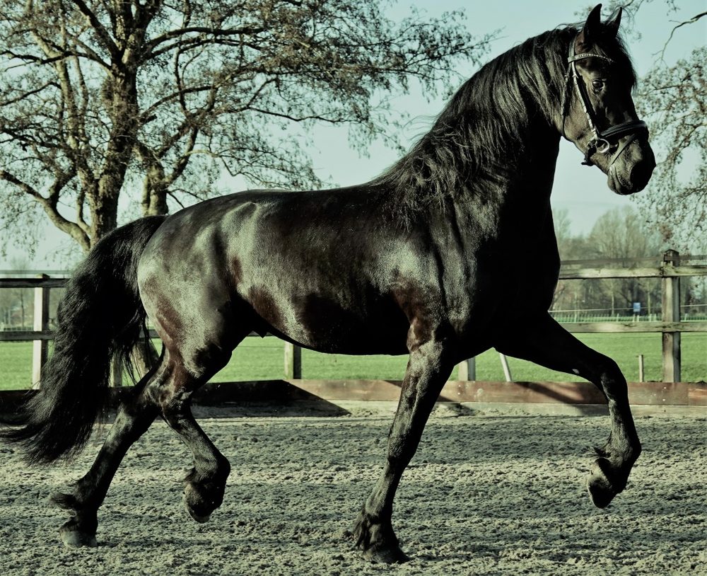 Horse Mart - equestrian in Mendota Heights, MN