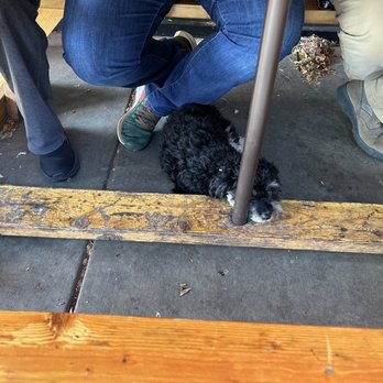 Frolic Brewing - Doggo chillin - Breweries Near Me - Westminster, Colorado