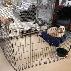 Happy Tails - Over Crowding Means Misbehaved Dogs Stay Here.