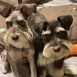 Lone Star Dog Grooming: Unleash Your Pet's Best Look