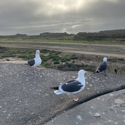 Las Flores View Point - Gulls