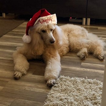 Atlantic Doggery - LoLu being naughty around Christmas - Pet Groomers Near Me - Pompano Beach, Florida