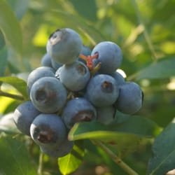 Greer Farm - Mouthwatering clusters of ripe blueberries.