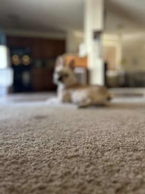 Bogarts Bone Appetit