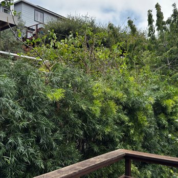 Timberline Tree Care - Tree Services Near Me Timberline Tree Care - Tree Services Near Me