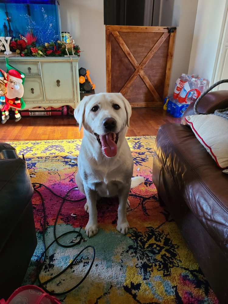 HAPPY PAWS PET SITTING Request Information Cibolo, Texas Pet