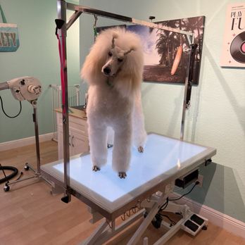 Joy's Salty Dog Salon - Pet Groomers Near Me - Indialantic, Florida Joy's Salty Dog Salon - Pet Groomers Near Me - Indialantic, Florida
