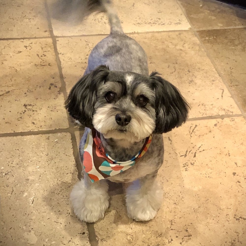 Shedding Clean Pet Grooming - Pet Groomers Near Me - Phoenix, Arizona Shedding Clean Pet Grooming - Pet Groomers Near Me - Phoenix, Arizona