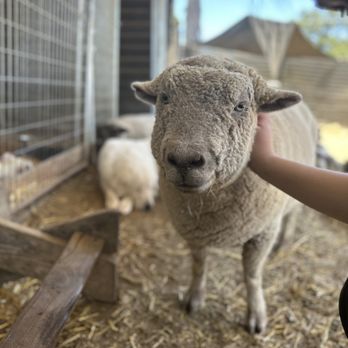 SoCalMiniPigs - Sheep - Pet Breeders Near Me - Valley Center, California SoCalMiniPigs - Sheep - Pet Breeders Near Me - Valley Center, California