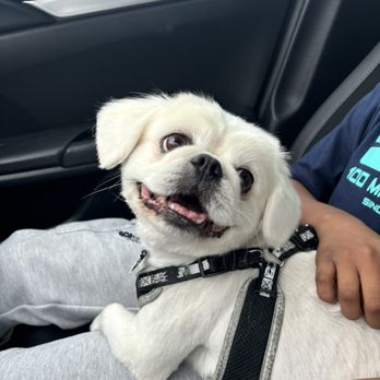Doggi Dogi Spa - Boy - Pet Groomers Near Me - Fullerton, California