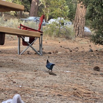 Barton Flats Campground - Nature - Campgrounds Near Me - San Bernardino, California
