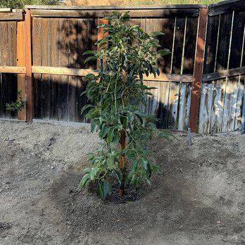 No Limit Landscape - Avocado tree #2 - Landscaping Near Me