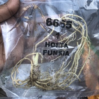 Direct Gardening - Hosts lily plant I ordered (and received these roots) - Nurseries & Gardening Near Me - Bloomington, Illinois Direct Gardening - Hosts lily plant I ordered (and received these roots) - Nurseries & Gardening Near Me - Bloomington, Illinois